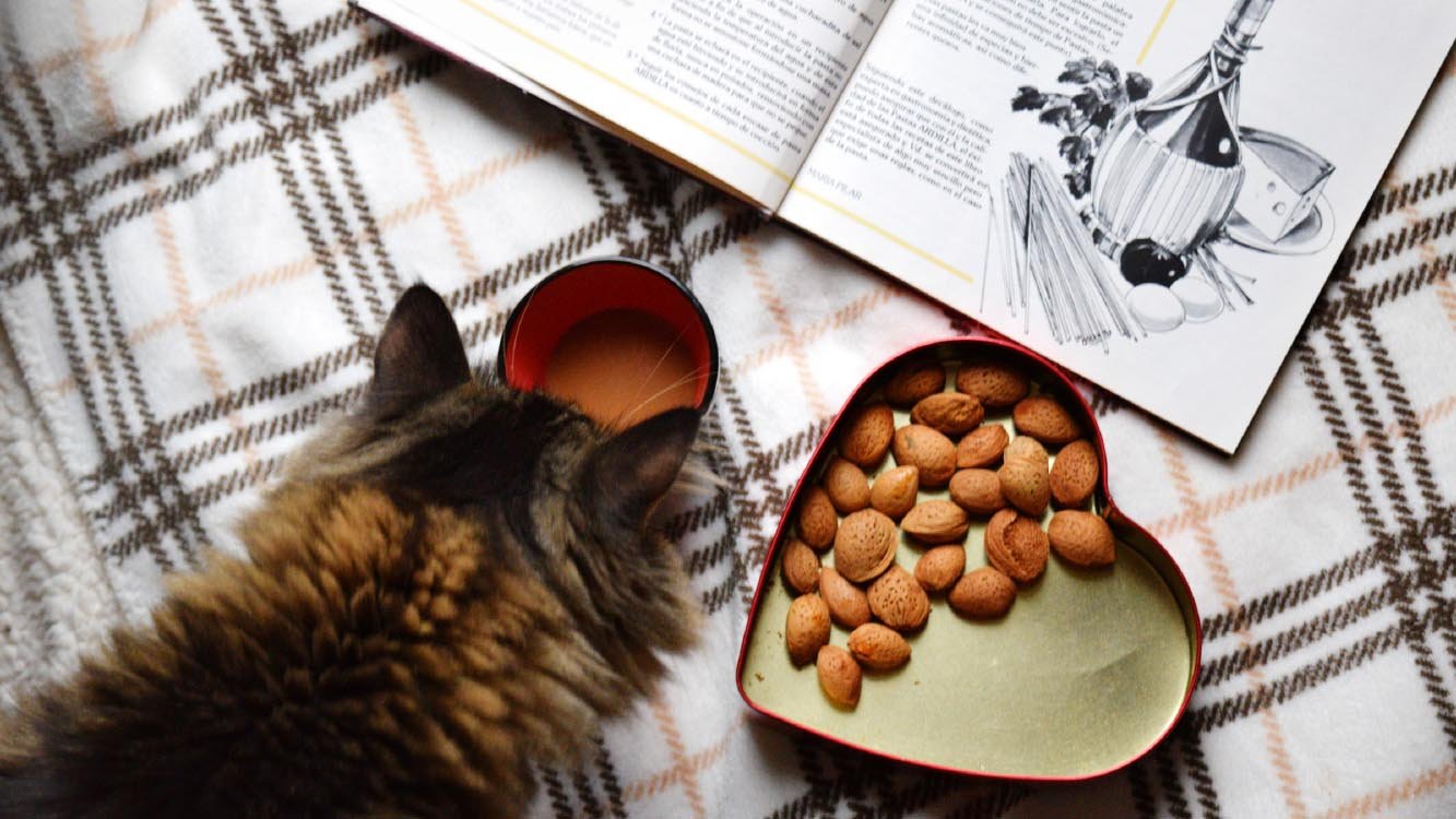 How to Stop Your Cat from Eating Treats Only - cat food & treats - Reli's Pet Shop